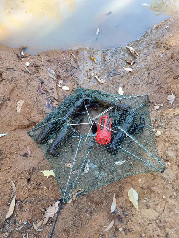 YABBY NET with bait cartridge positioned by the water, showcasing a perfect tool for capturing fresh marron or yabbies.